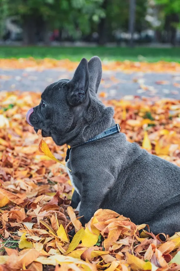 French Bulldog Sitting in Autumn Leaves Free Hd Wallpaper