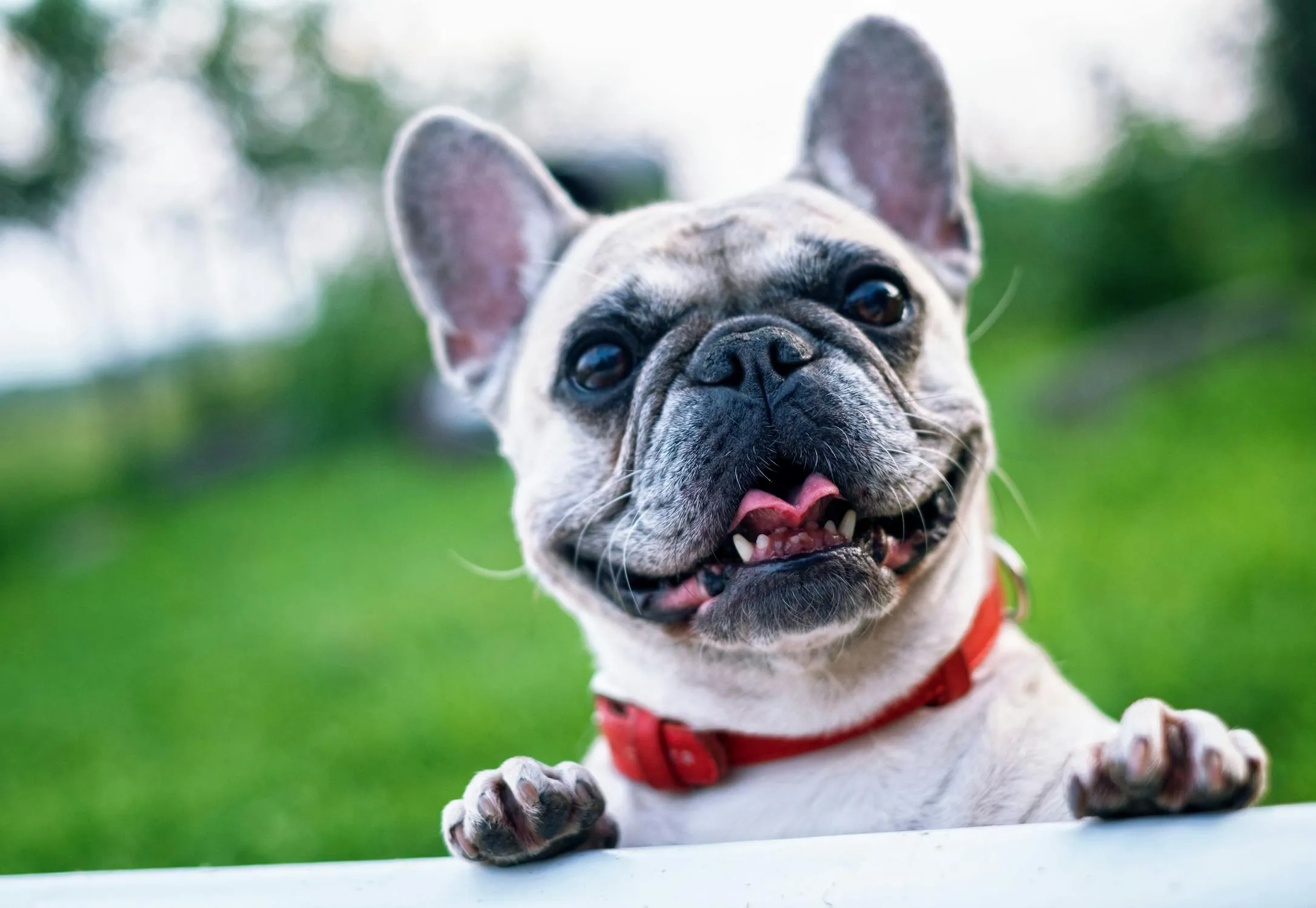 French Bulldog Smiling with Tongue and Posing Foe Camera