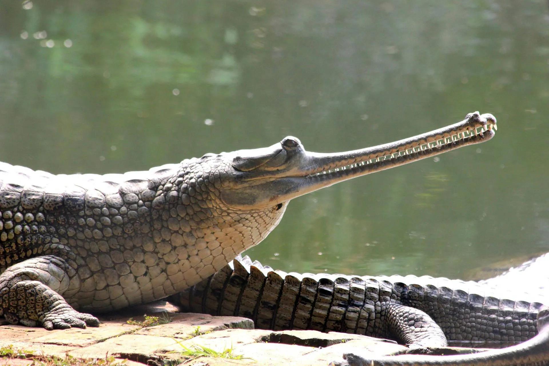 Freshwater Crocodile Near Water with Grass Surrounding