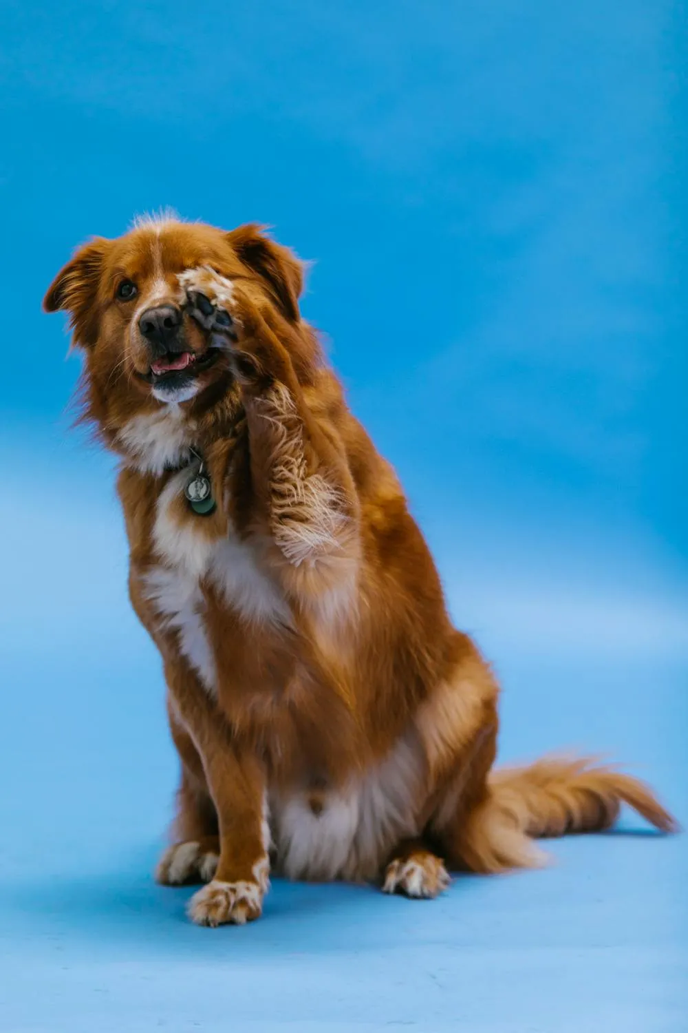 Friendly Dog Raising Paw Against a Bright Blue Backdrop