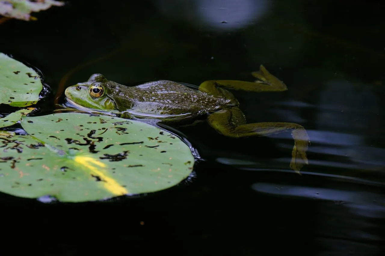 Frog camouflaged on lily pads floating in a pond Wallpaper