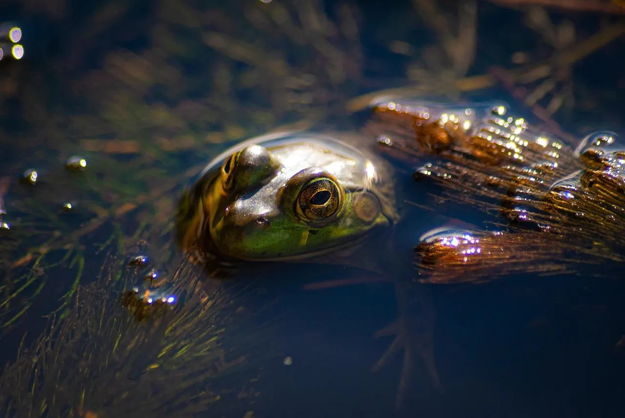 Frogs body sinks while eyes stay above water line