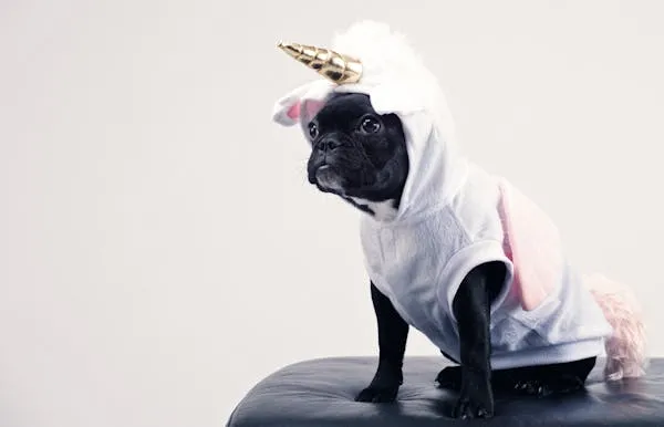 Funny Black Dog Dressed As a Unicorn Sitting on a Gray Sofa