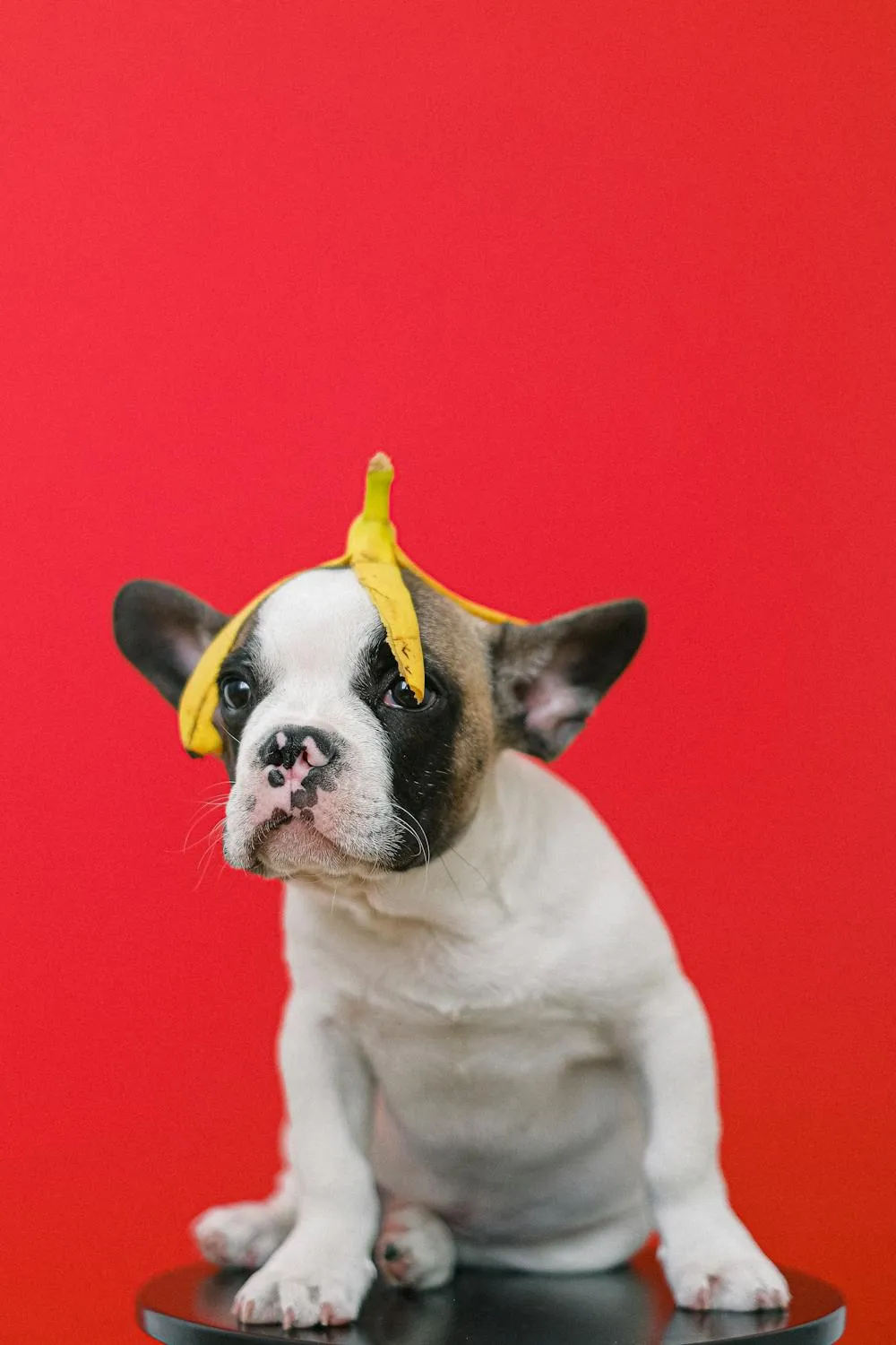 Funny Bulldog Puppy with Banana Hat Against Red Background