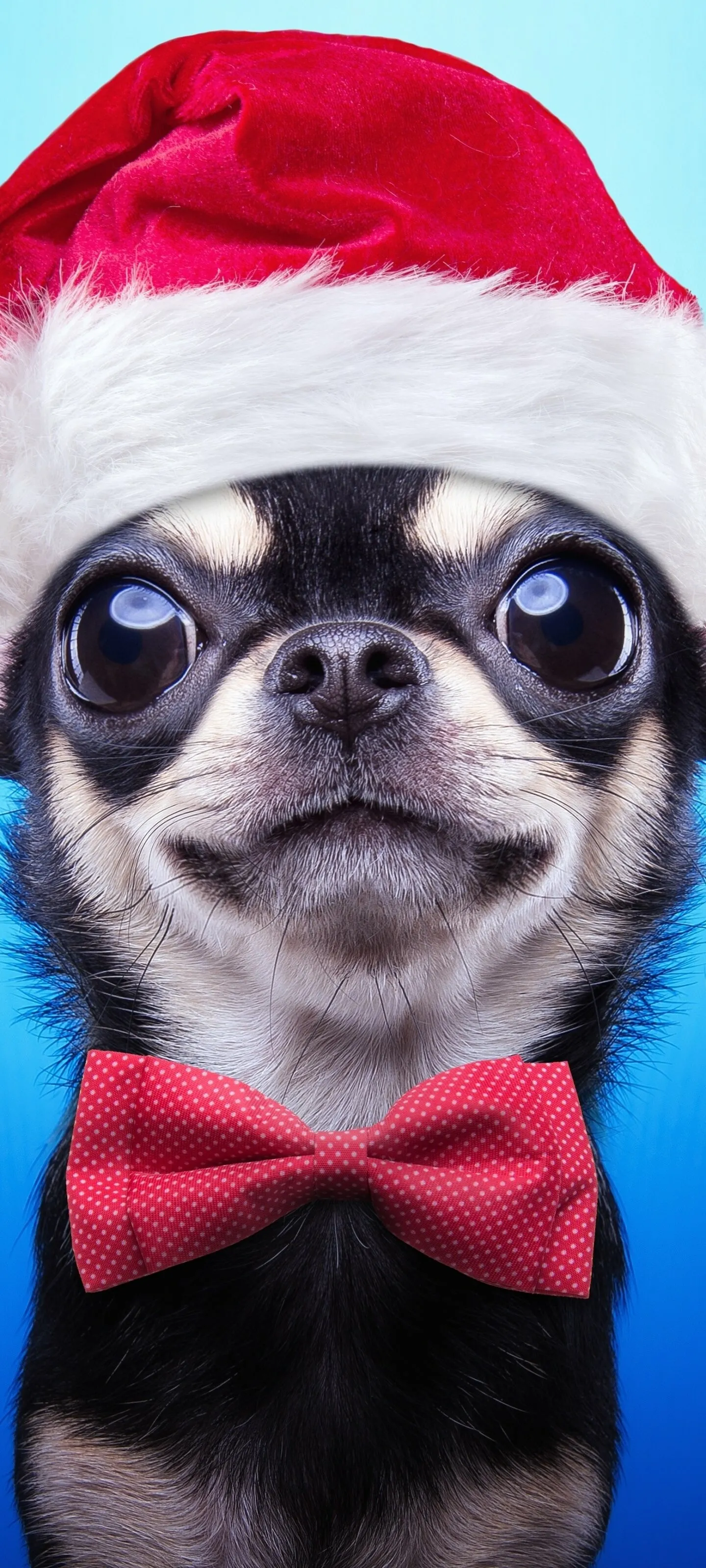 Funny Chihuahua Wearing Santa Hat and Red Bow Tie Wallpaper