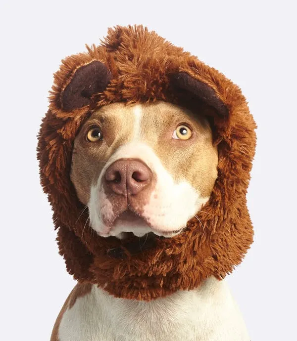 Funny Puppy Wearing a Furry Costume Looking Up Wallpaper