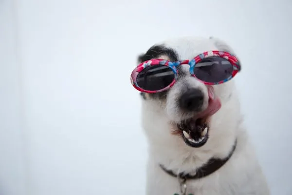 Funny Puppy Wearing Pink Sunglasses with Mouth Wide Open