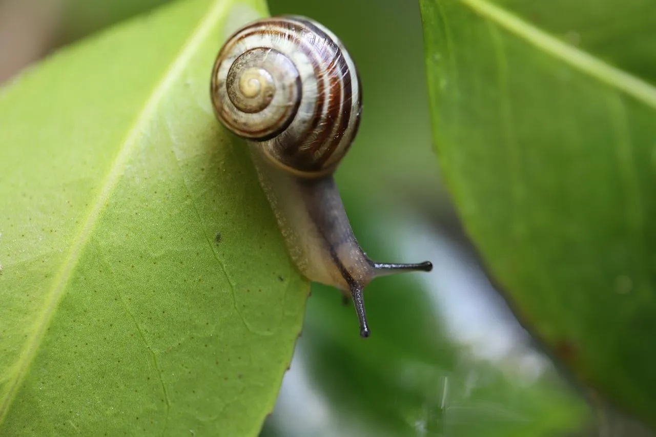 Garden Snail Crawling on Leaf Close Up free Wallpaper
