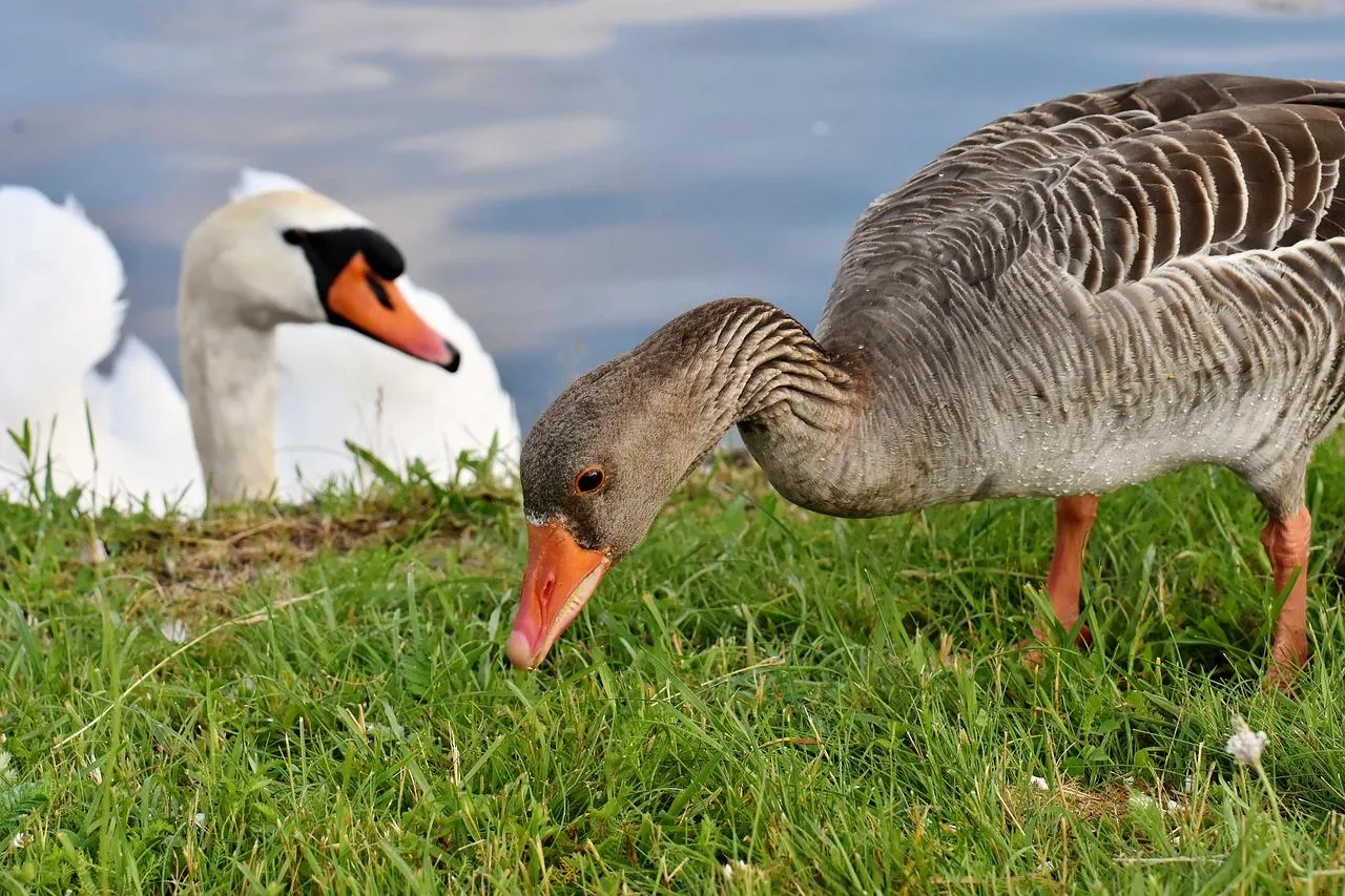 Geese grazing peacefully in green field free Wallpaper