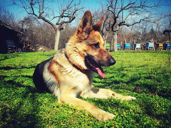 German Shepherd Puppy Lying Happily on Fresh Grass Field