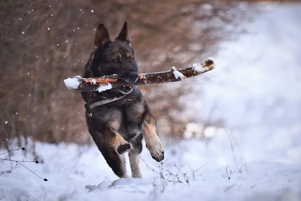 German Shepherd Puppy Running Joyfully in Snowy Forest