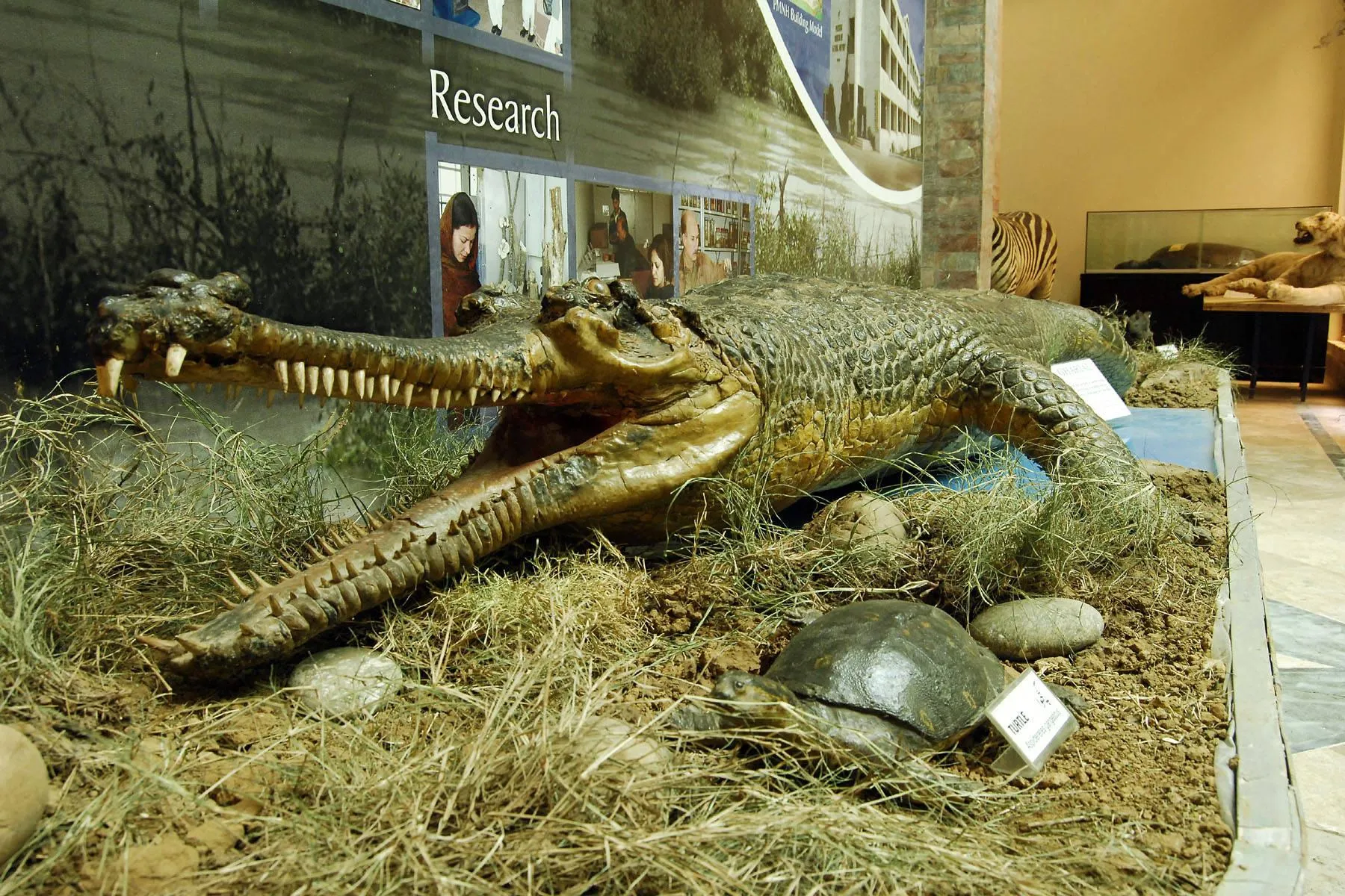 Gharial and turtle taxidermy display at natural museum