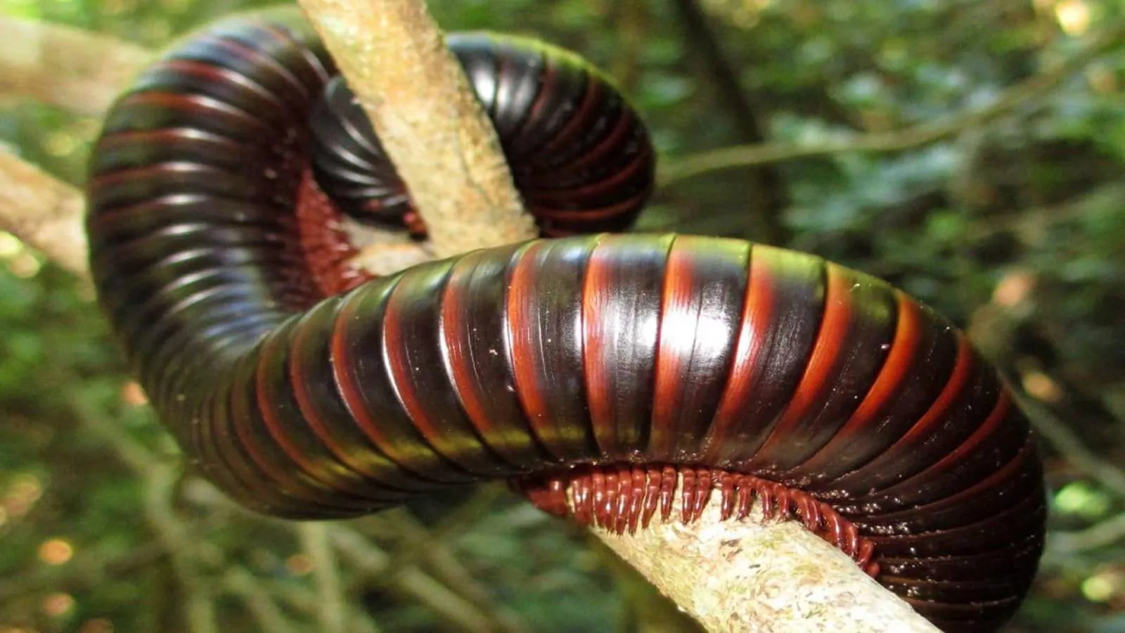 Giant millipede crawling through wet jungle soil Wallpaper