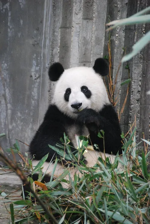 Giant Panda Eating Bamboo in Natural Habitat Wallpaper