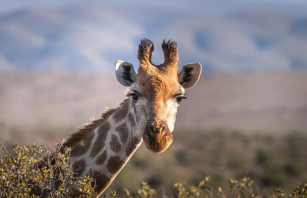 Giraffe calf staring curiously in dry savannah Wallpaper