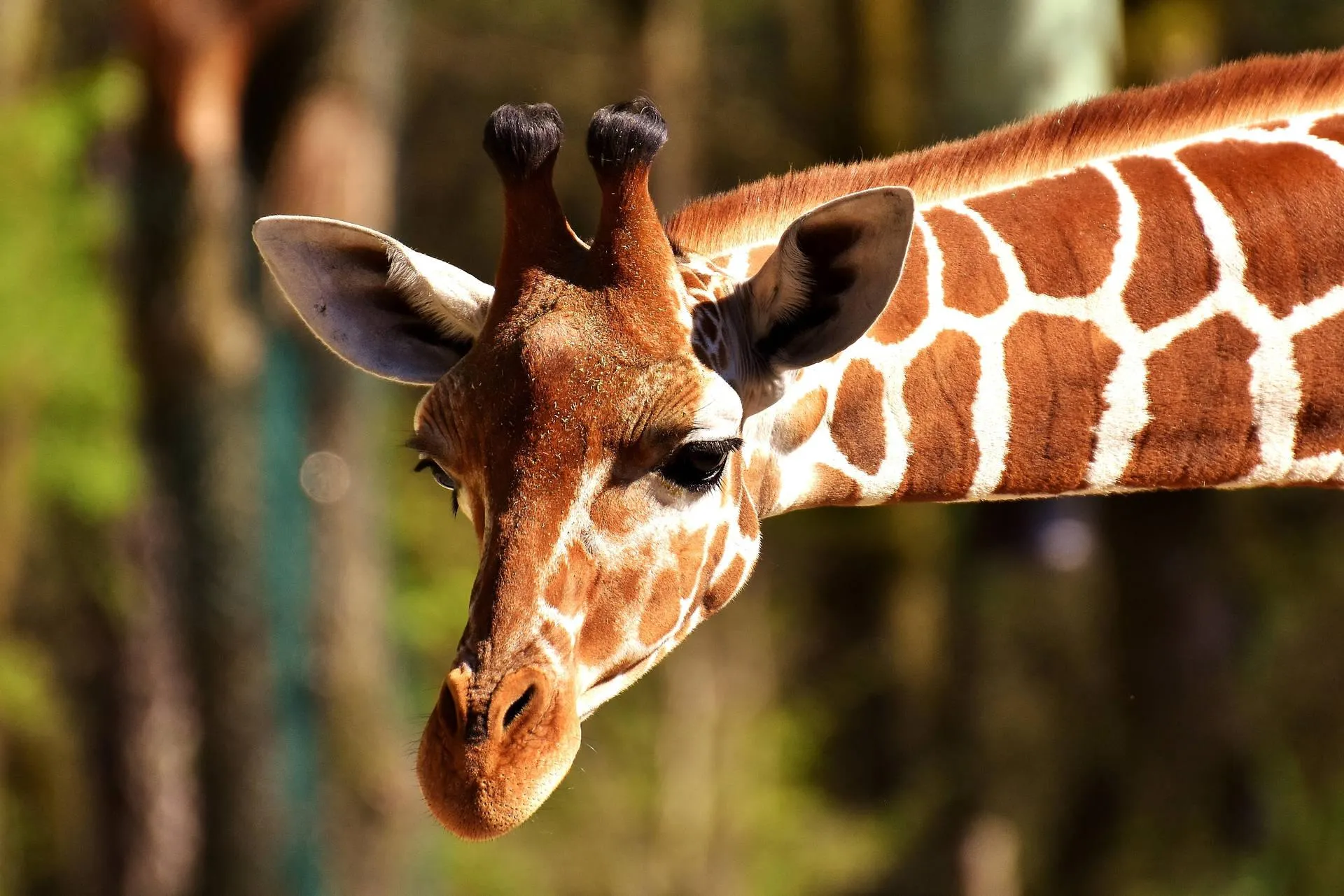Giraffe Feeding on Tree Leaves in Warm Sunlight Wallpaper