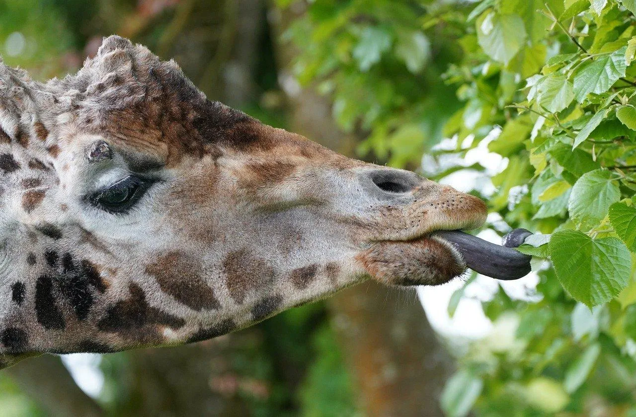 Giraffe Head and Neck Peeking Through Green Tree Leaves