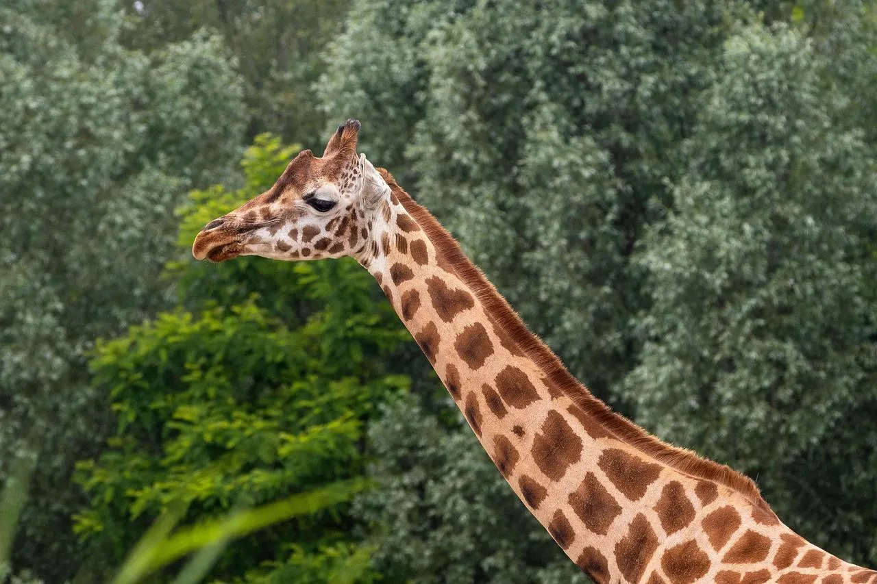 Giraffe Reaching High to Feed on Green Tree Leaves