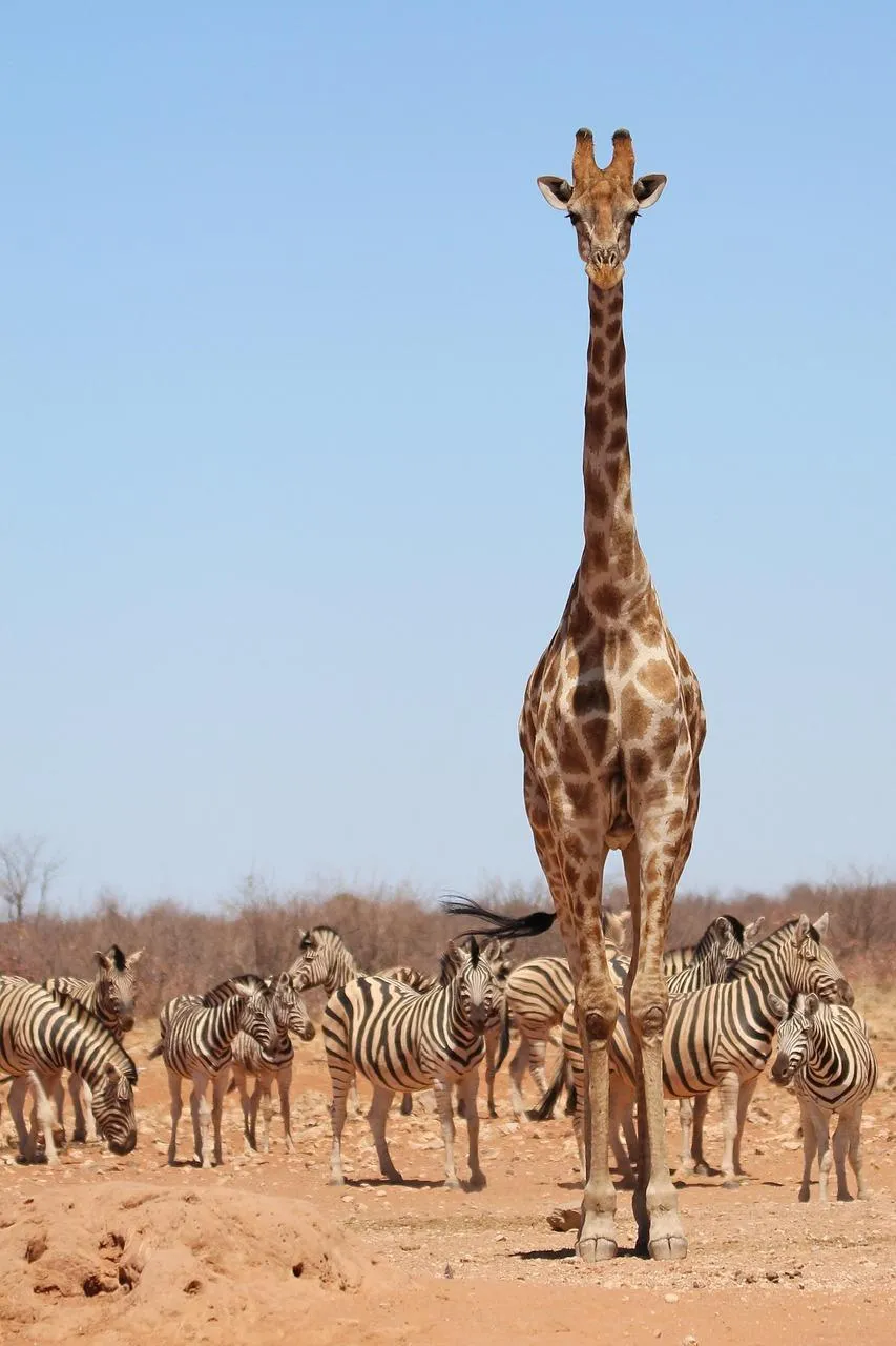 Giraffe standing tall in a dry savanna with blue sky