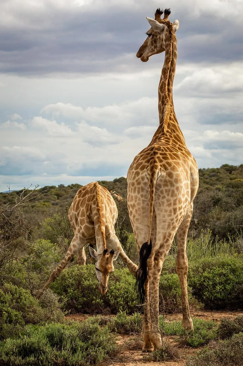 Giraffe Standing Tall in a Vast Open Field Wallpaper