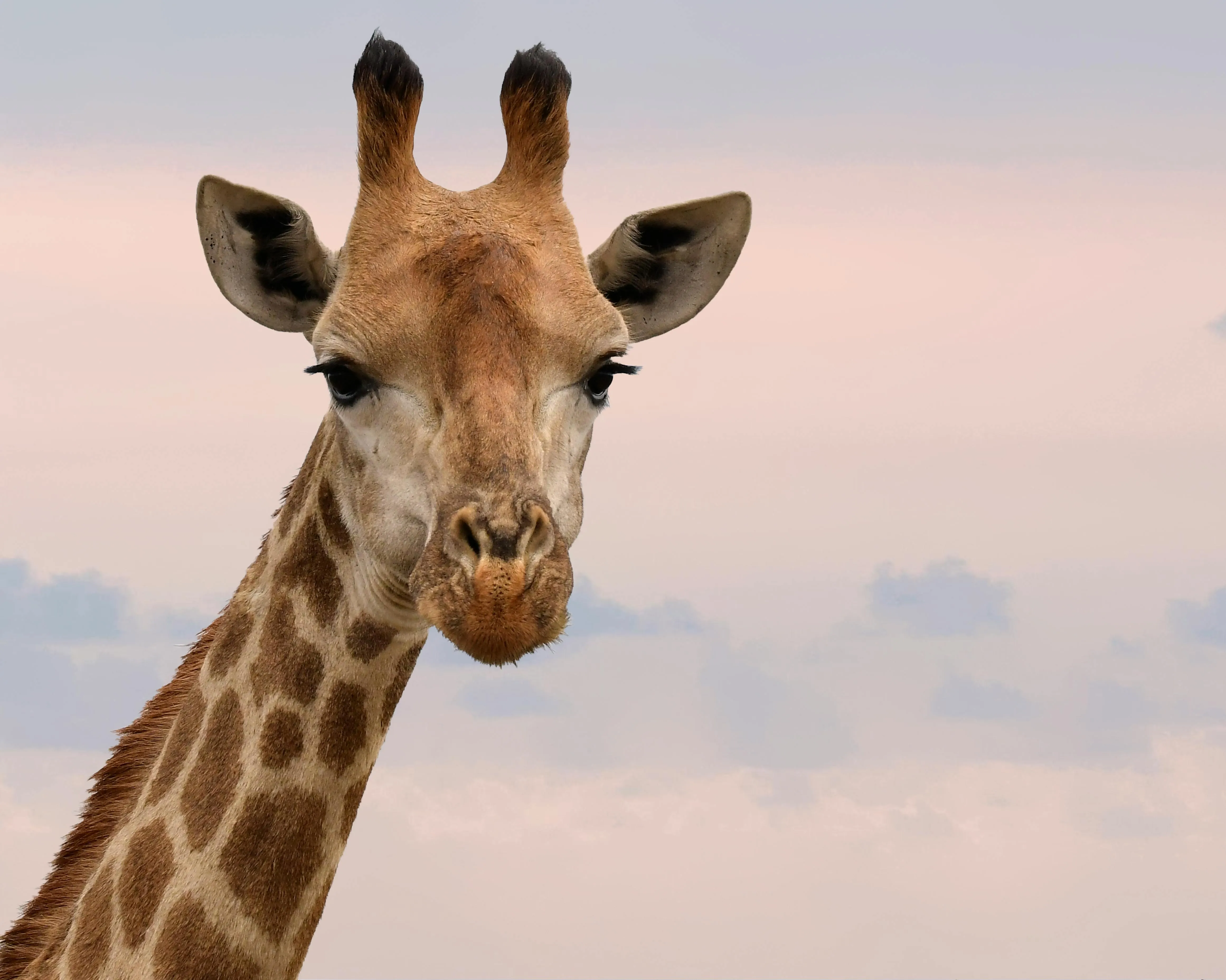 Giraffe standing tall under a calm pastel sky background