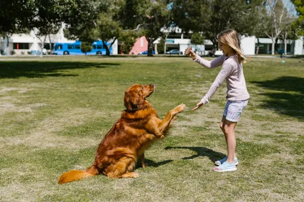 Girl Playing with a Golden Retriever Dog in a Sunny Park
