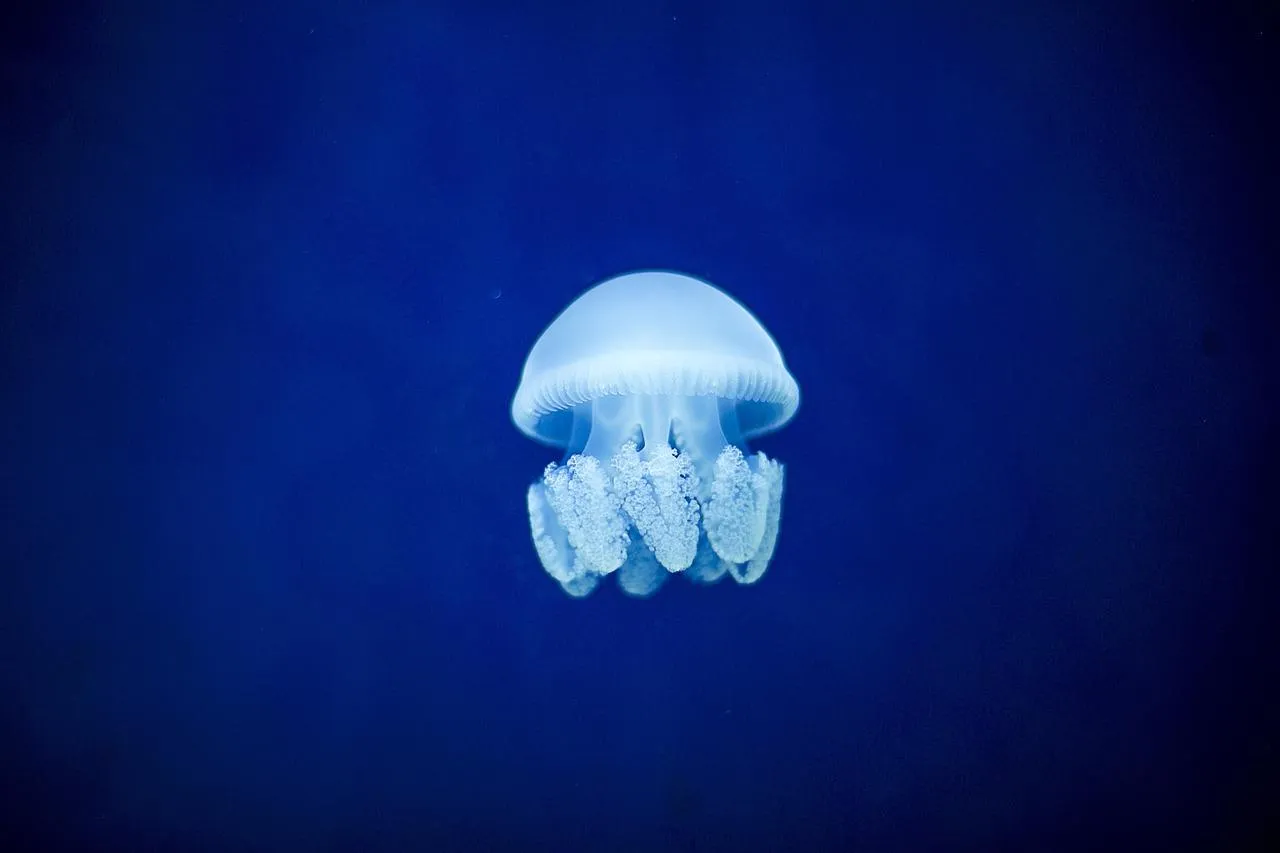 Glowing Jellyfish Floating in Deep Blue Ocean Wallpaper