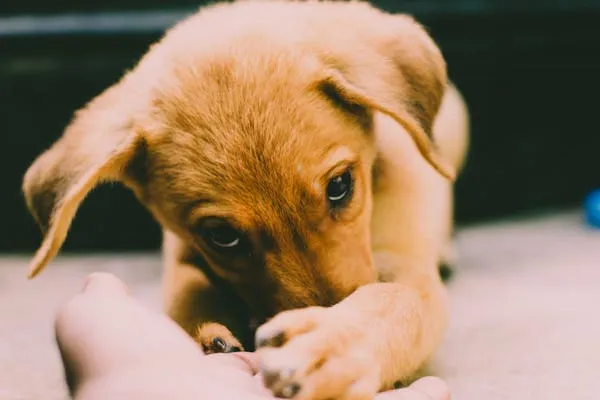 Golden Brown Puppy Gently Chewing the Persons Hand Wallpaper