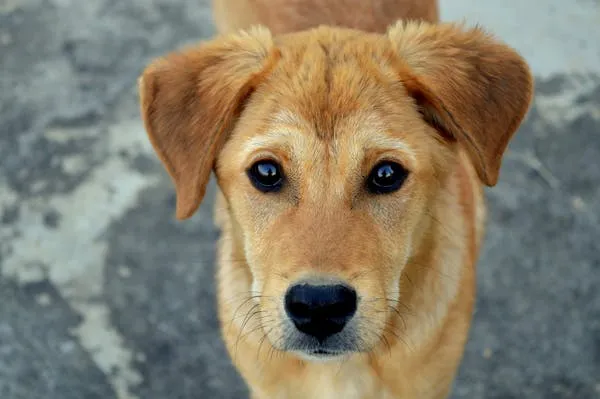 Golden Brown Puppy with Big Eyes Looking Straight Ahead