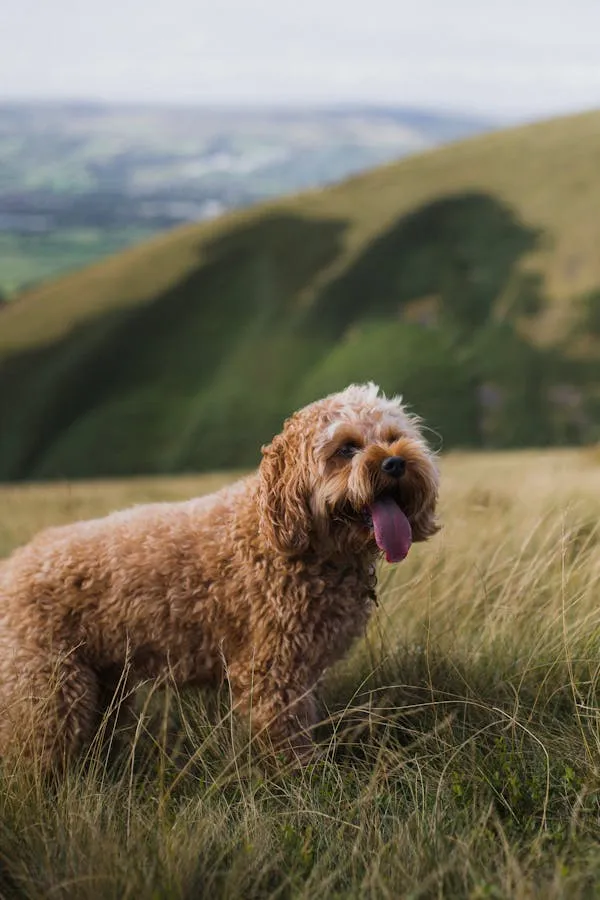 Golden Doodle Dog Standing on a Hill Hd Free Image