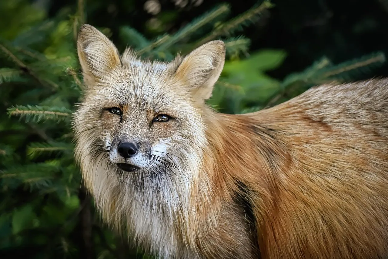 Golden fox standing alert in natural habitat Wallpaper