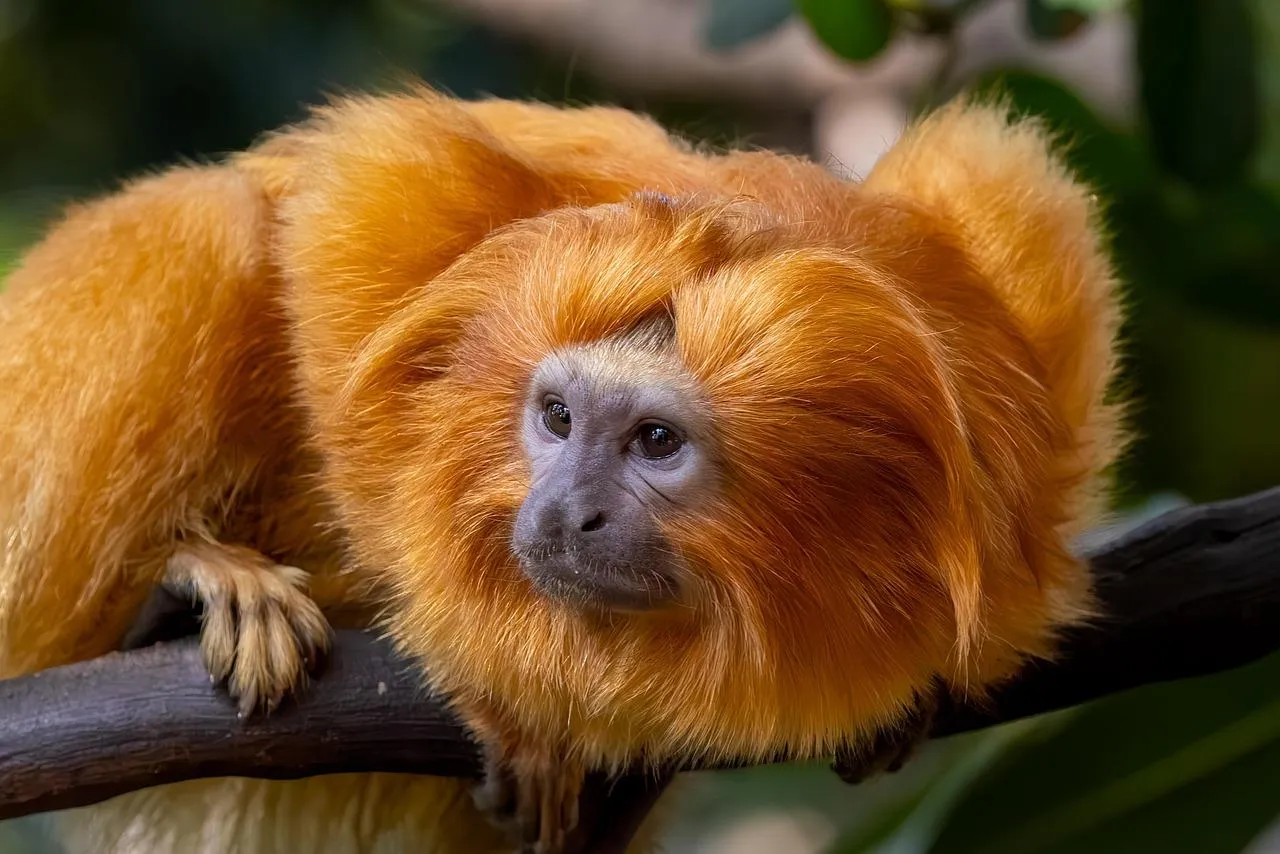 Golden Lion Tamarin Clinging to Tree in Rainforest
