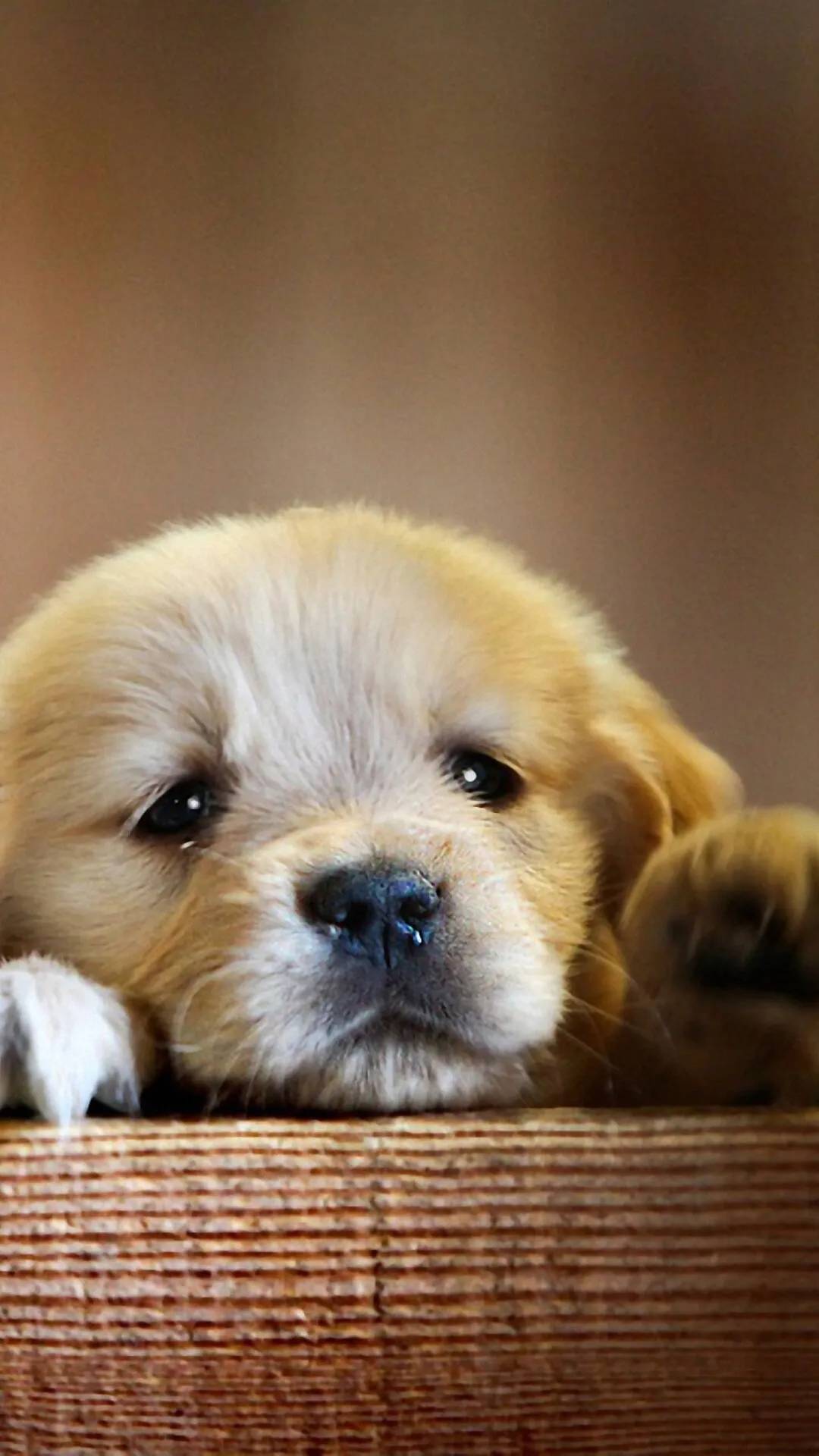 Golden Puppy Resting its Head on Wooden Surface Calmly Image