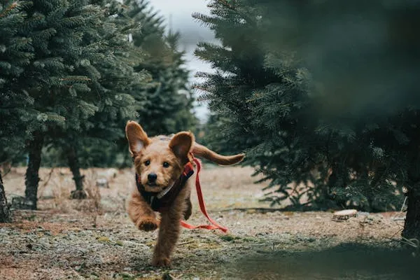 Golden Puppy Running with Rope in Pine Forest Wallpaper