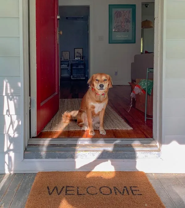 Golden Puppy Standing on Welcome Mat in Front Of Door