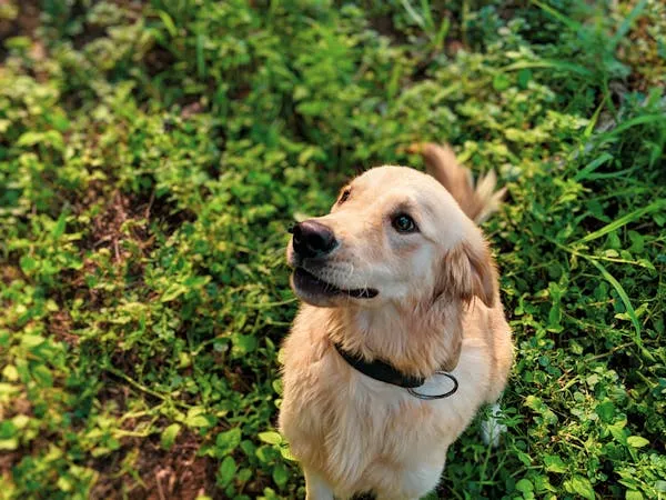 Golden Retriever Looking Up While Sitting on Grass Image