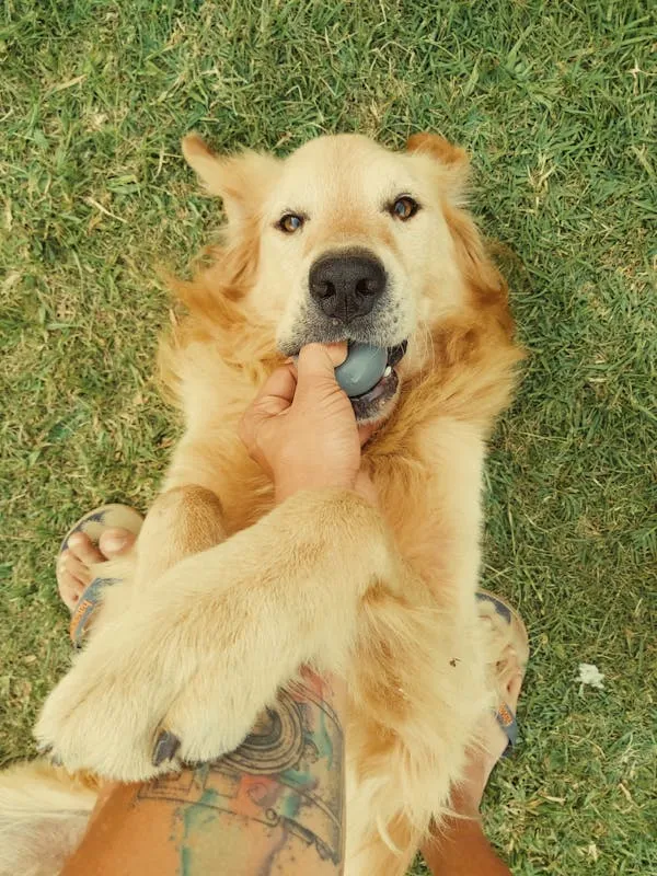 Golden Retriever Playfully Biting the Ball on the Hand Hd
