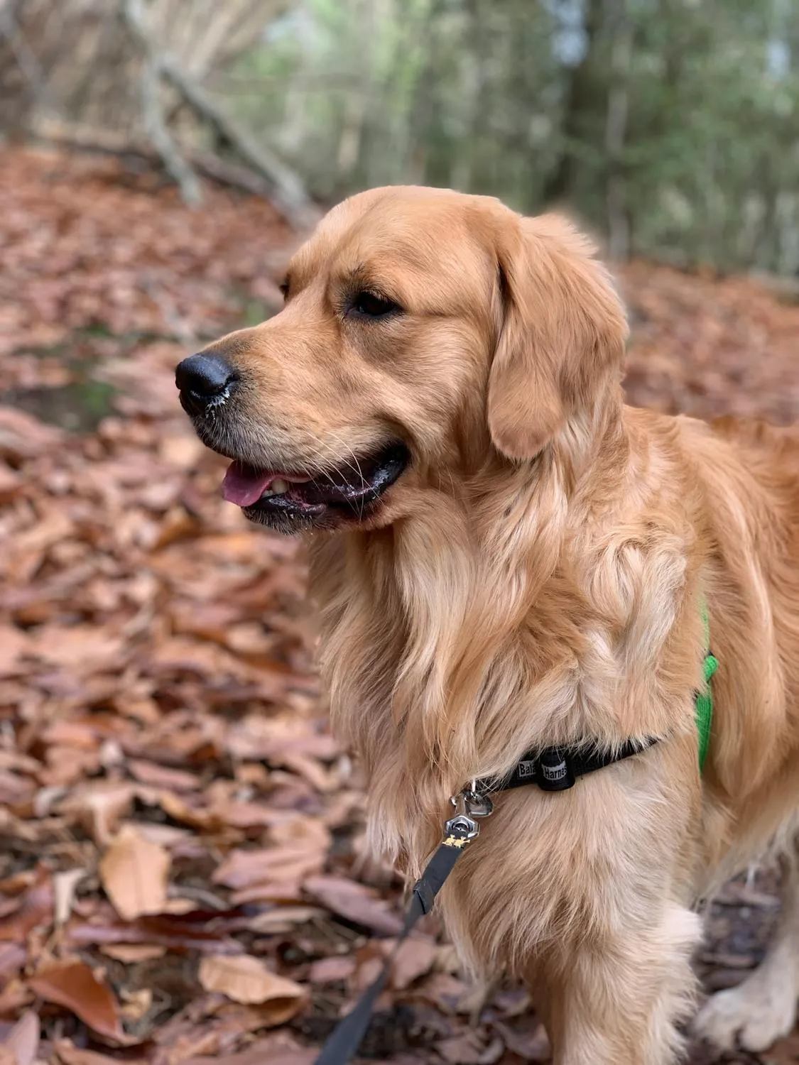 Golden Retriever Pup on Forest Trail in Autumn Wallpaper