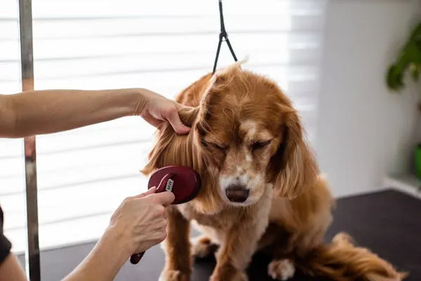 Golden Retriever Puppy Getting Groomed Gently with a Brush
