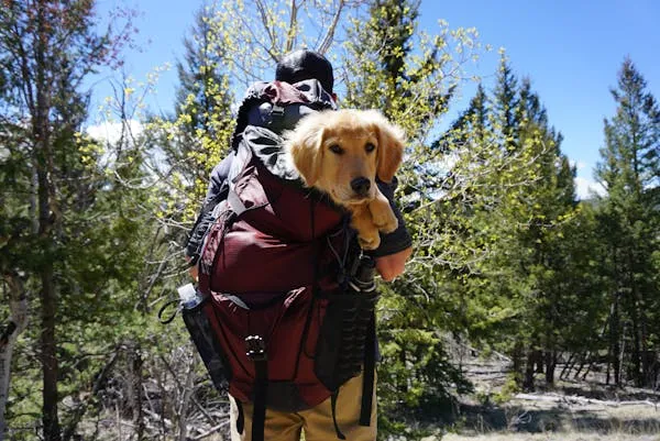 Golden Retriever Puppy Hiking in Backpack with the Owner