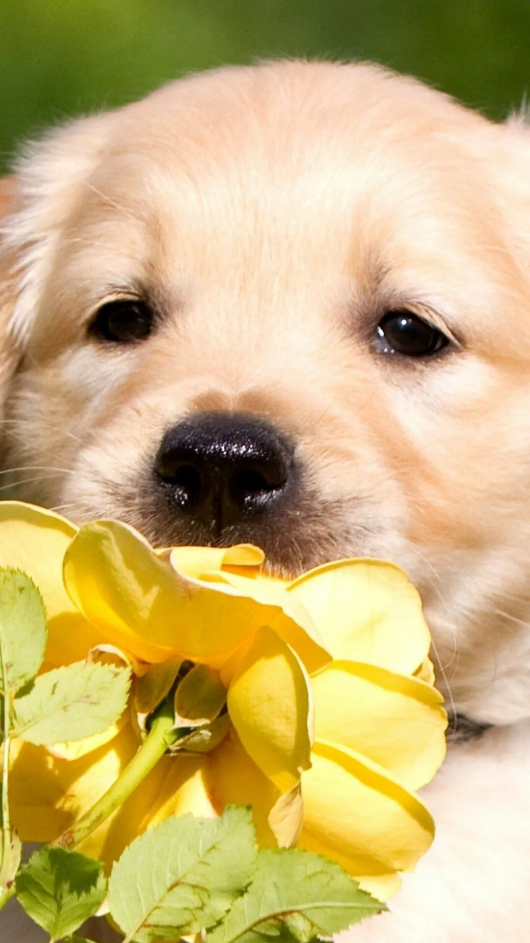 Golden Retriever Puppy Holding a Bright Yellow Flower Image
