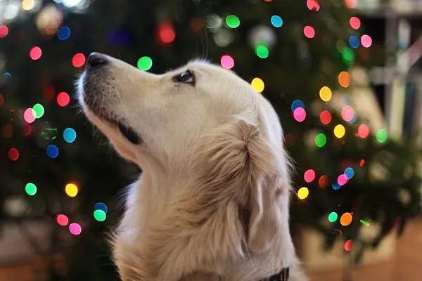 Golden Retriever Puppy Looking Up the Festive Lights Hd