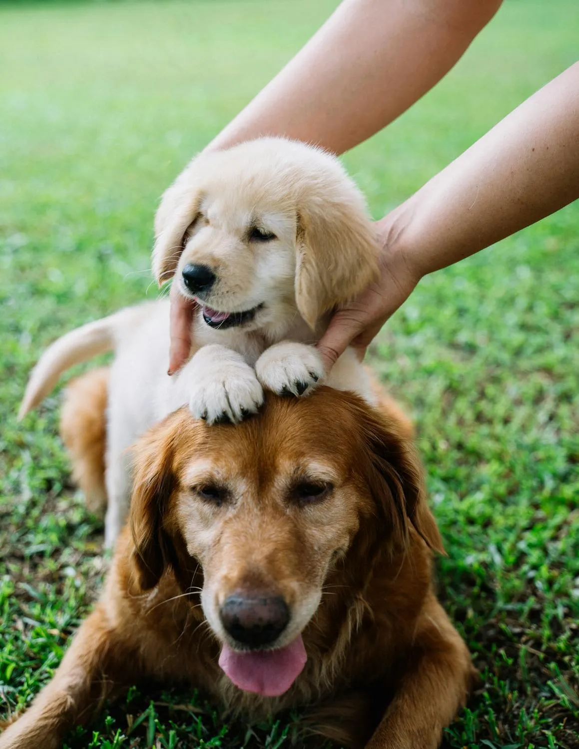 Golden Retriever Puppy Resting on the Back Of a Larger Dog