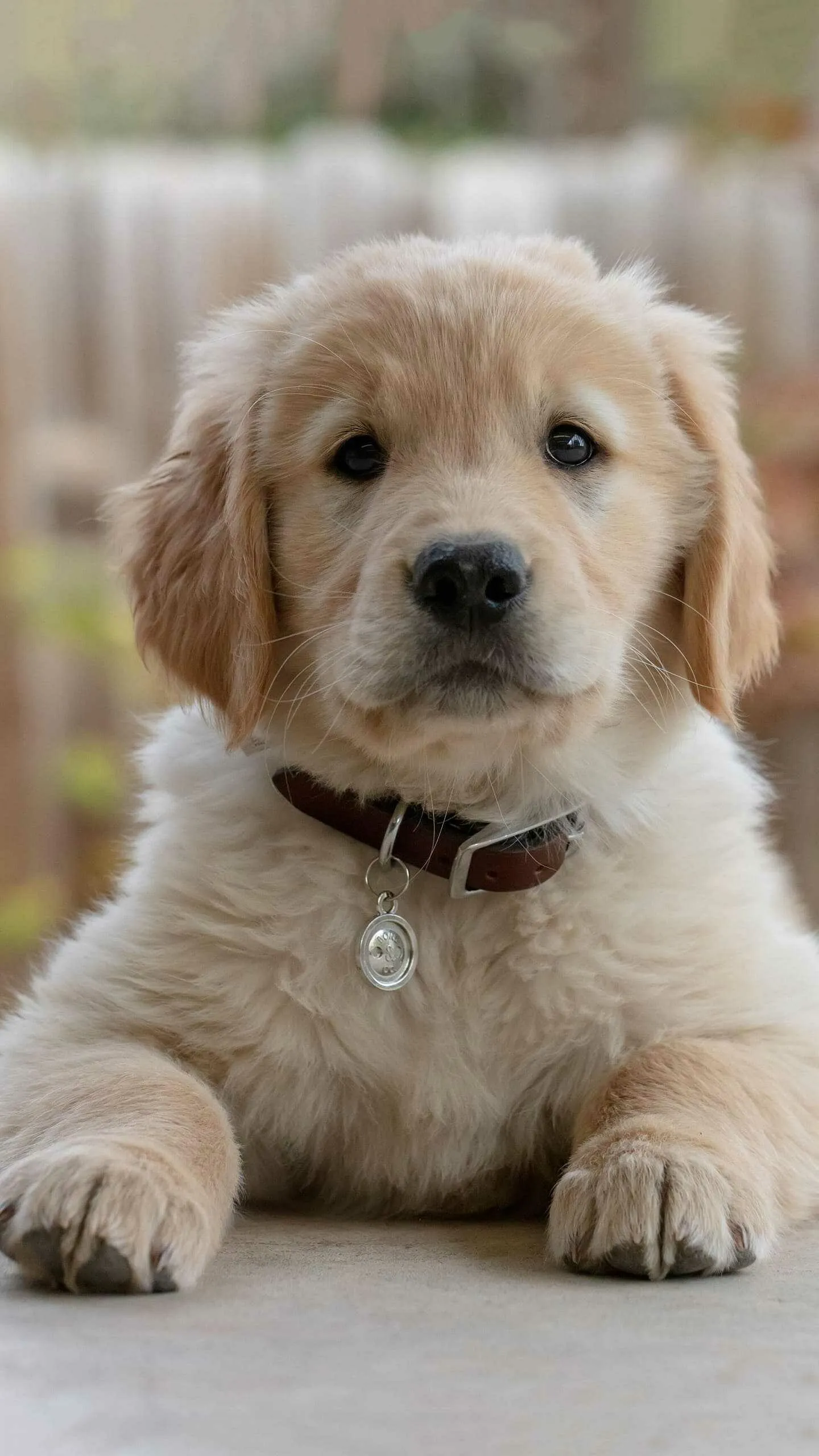 Golden Retriever Puppy Sitting and Looking at the Camera