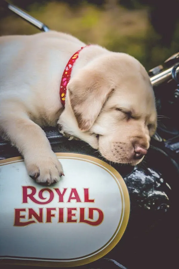 Golden Retriever Puppy Sleeping on Royal Enfield Bike