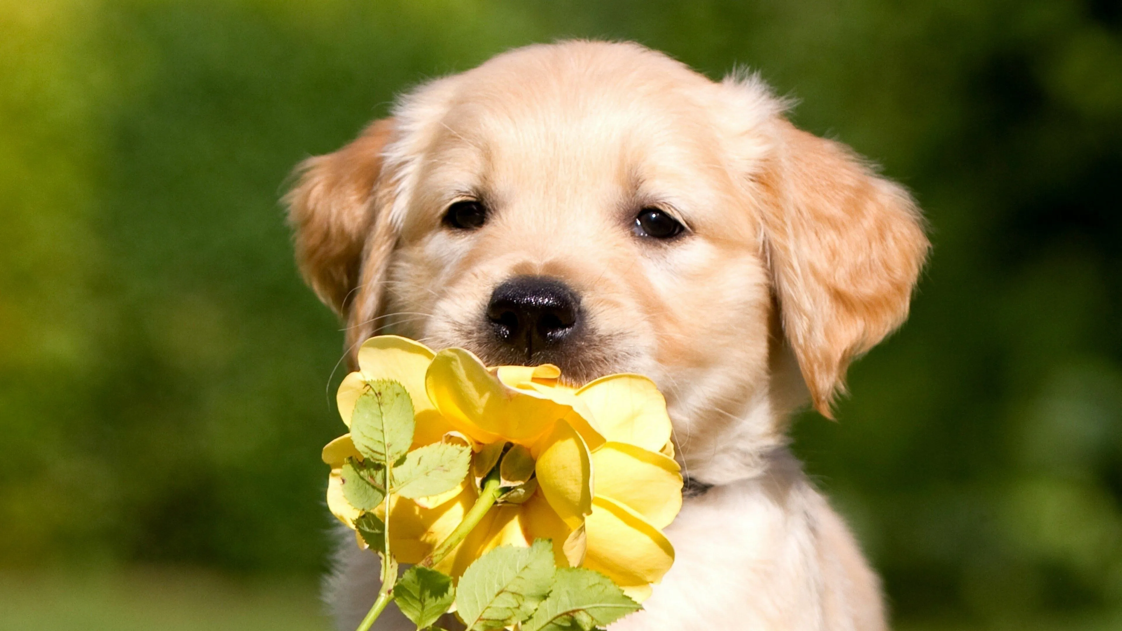 Golden Retriever Puppy Sniffing a Yellow Flower in its Mouth