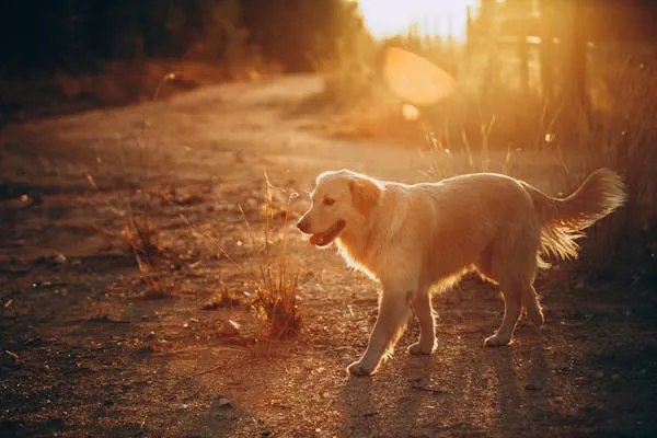 Golden Retriever Puppy Walking During Sunset Free Wallpaper