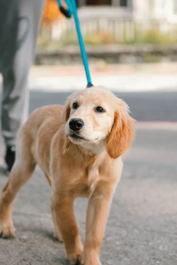 Golden Retriever Puppy Walking on Strap in An Urban Street
