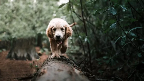 Golden Retriever Puppy Walking Through Green Forest Track