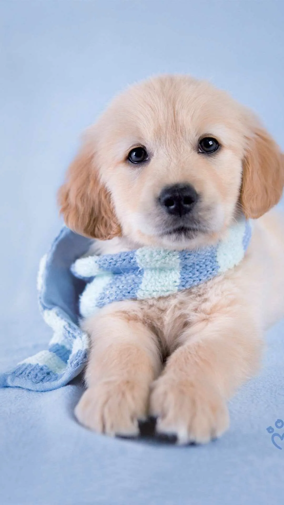 Golden Retriever Puppy with a Warm Blue Scarf Free Wallpaper